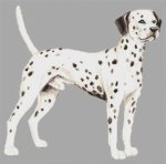 Dalmatian II (image for) Dalmatian II